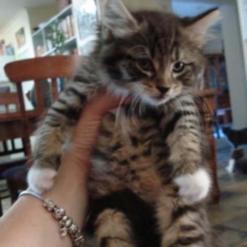 No photo for Kitten