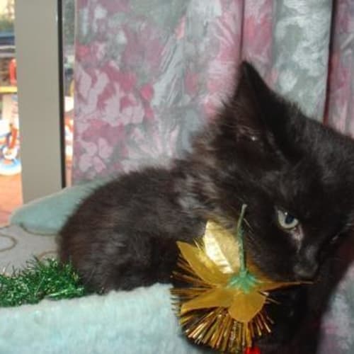 No photo for ** Adoption Pending ** Mab