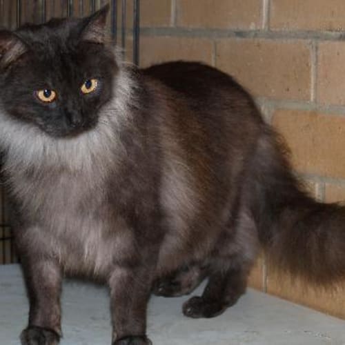 No photo for Smokey Joe