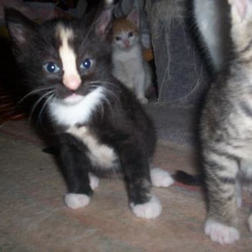 No photo for Adoption Pending   Siblings Still Avail.