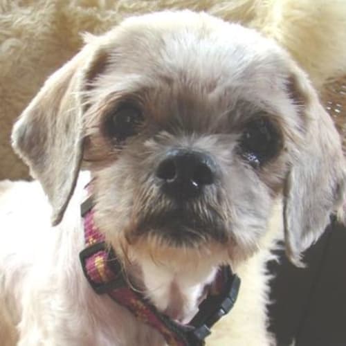 Cindy Is Trying A New Home!