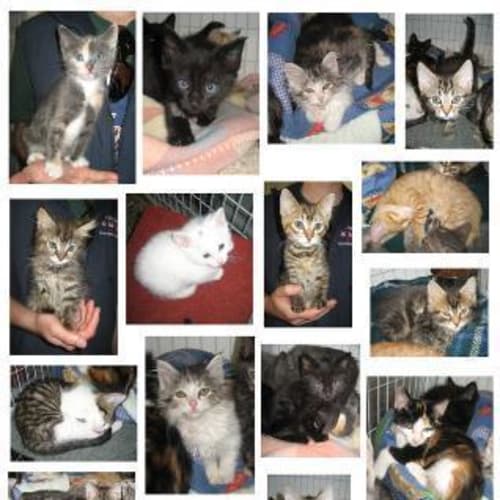 No photo for Kittens, Kittens, Kittens!