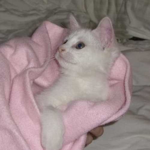 No photo for Sophie & Domino