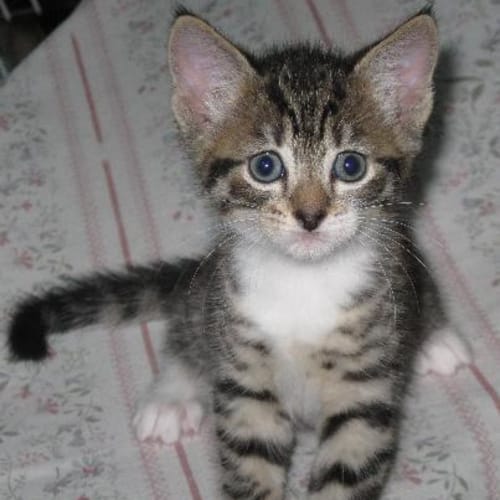 No photo for Pharaoh