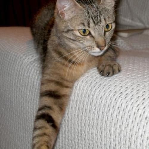 No photo for Saphira