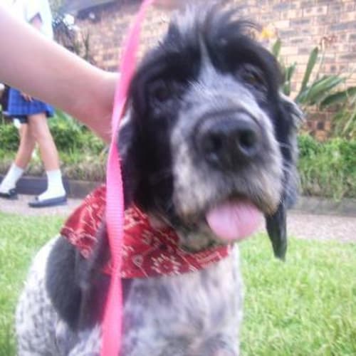 No photo for Molly   Adopted!