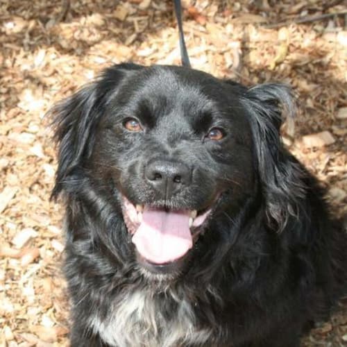 No photo for Hugo   I'm On Trial In My New Home