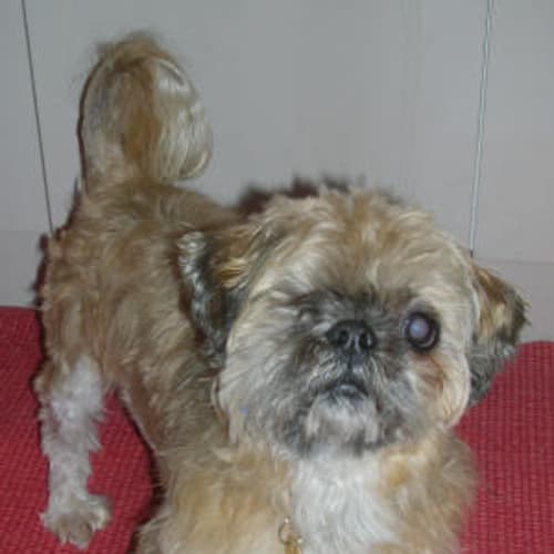 No photo for Gizmo