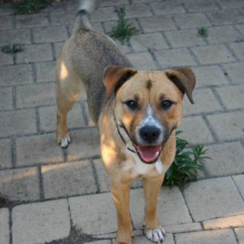 No photo for **Adoption Pending**Ricky Lee