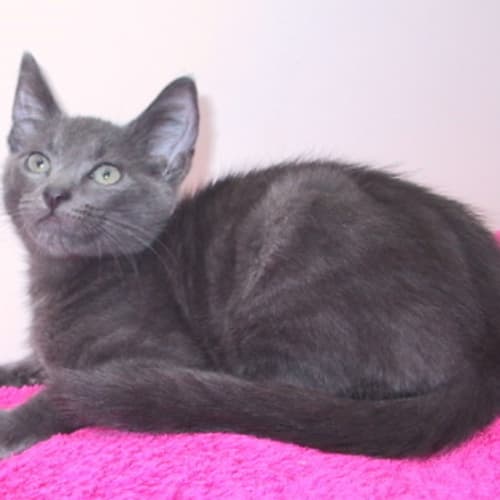 No photo for Zhenya (Poss Russian Blue X)