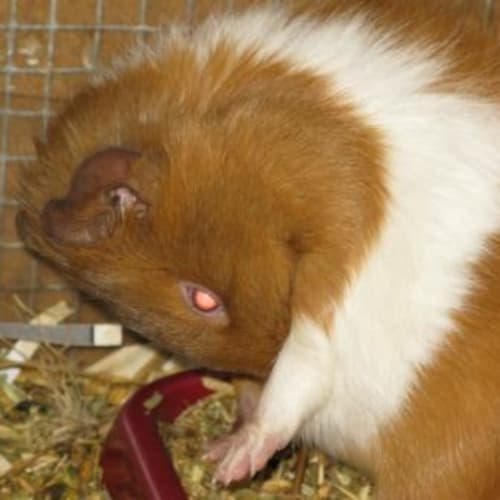 No photo for Biskit