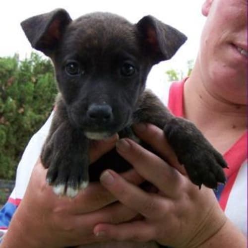 No photo for Paul *Adoption Pending*