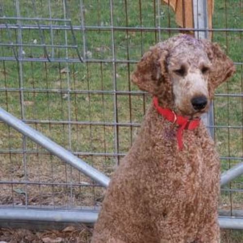 No photo for **Adoption Pending**Renoir