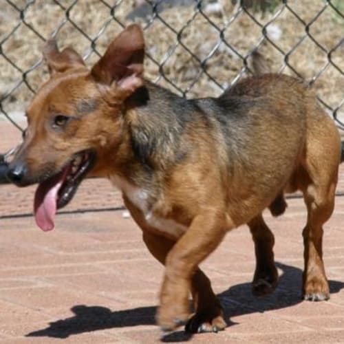 No photo for **Adoption Pending**Sparky