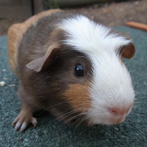 No photo for Truffles