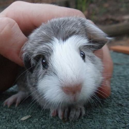 No photo for Lamington