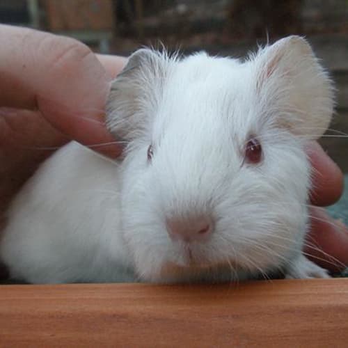 No photo for Merinque