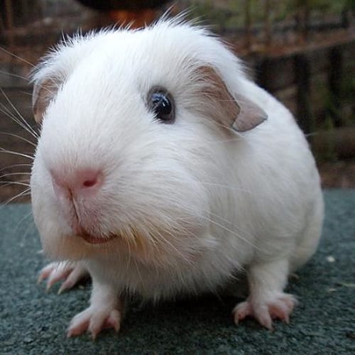 No photo for Snowflake