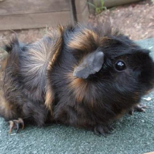 No photo for Tigerlily