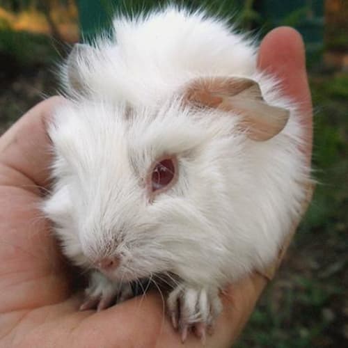 No photo for Marshmellow