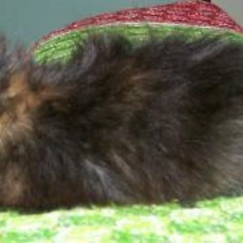 No photo for Mabel Urgent