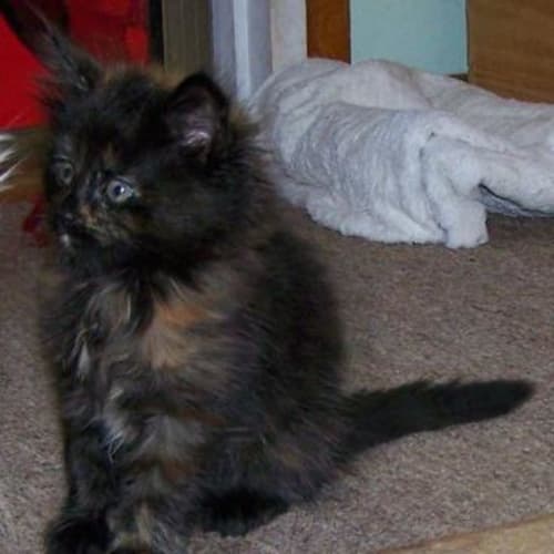 No photo for Myrtle Adopted