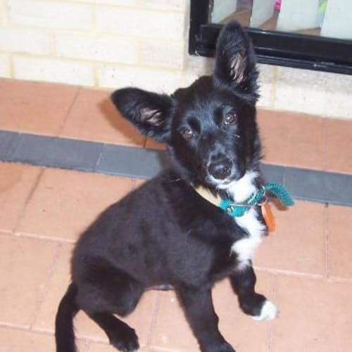 No photo for Cosmos * Adoption Pending*