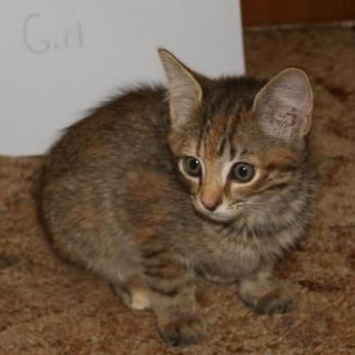 No photo for Caramella** Adoption Pending**