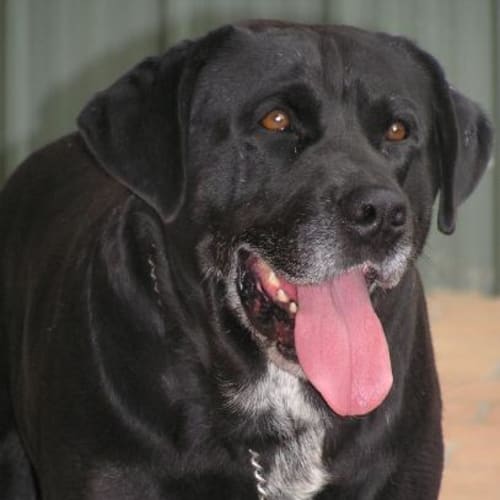 No photo for Bentley