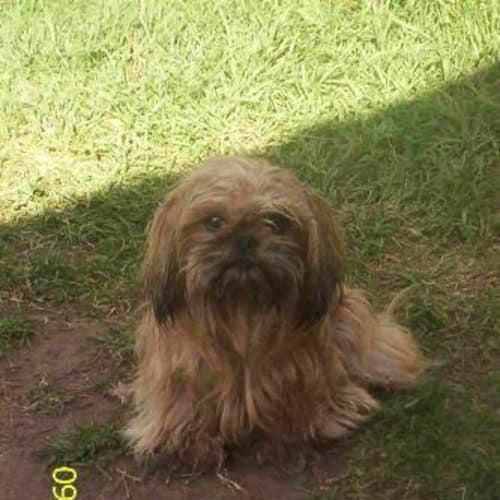 No photo for Josie (On Hold)