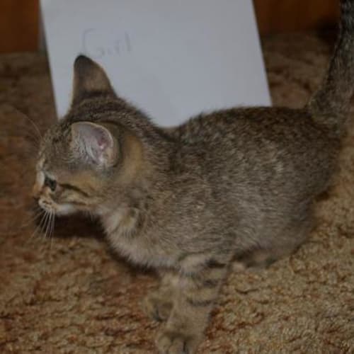 No photo for Paige**Adoption Pending**