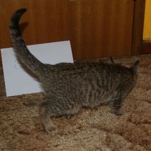 No photo for Naomi ** Adoption Pending**