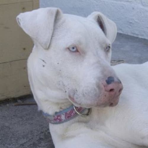 No photo for Ellie (On Trial)