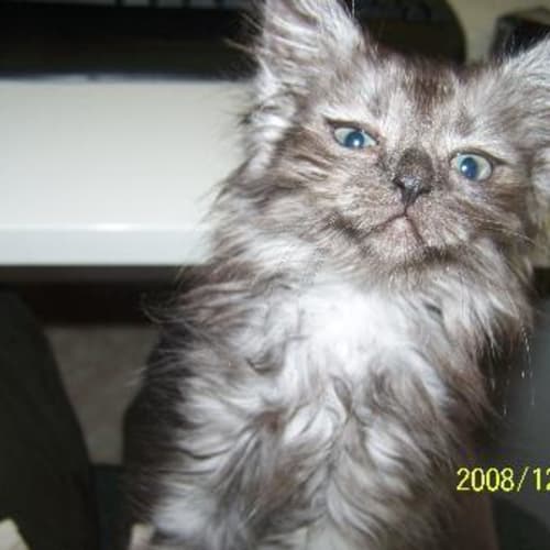 No photo for Pebbles** Adoption Pending***