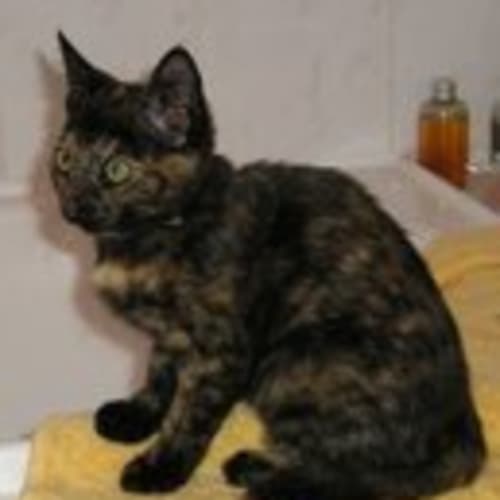 No photo for ** Adoption Pending ** Tinkerbell