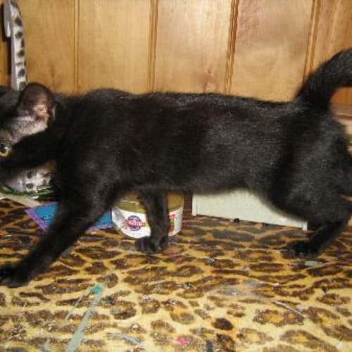 No photo for Help! Been At Vets 3 Mths Brittney