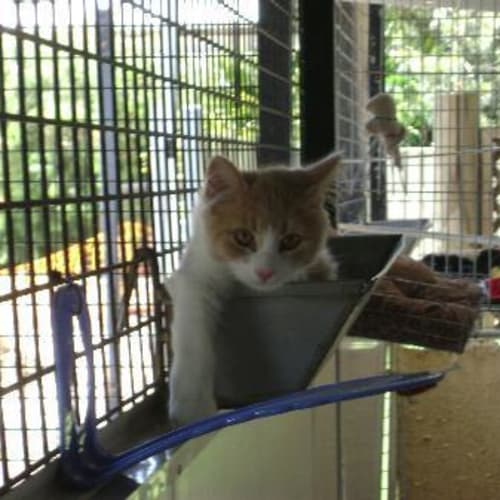 No photo for Imp # K41536