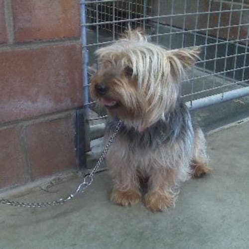 No photo for Imp # K41651