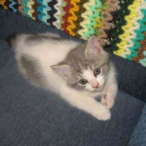 No photo for Caramello (Adopted)