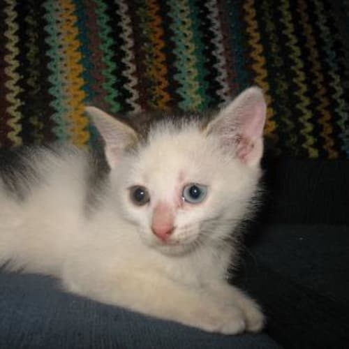 No photo for Boost (Adopted)