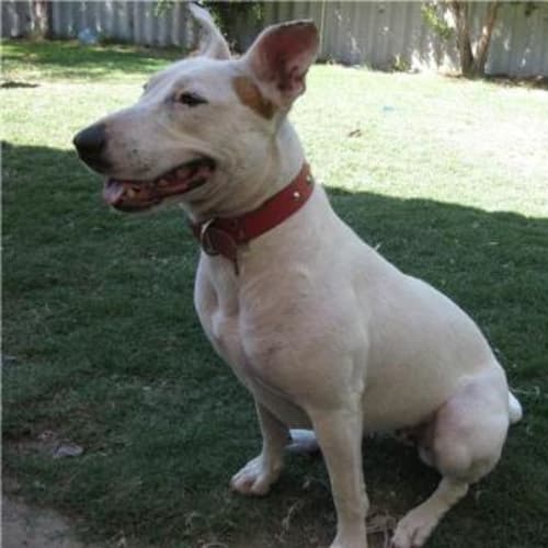 No photo for *On Trial* Prickle