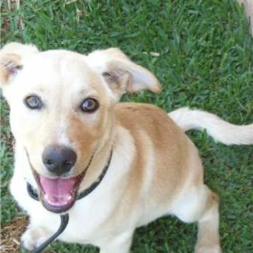 No photo for **Adoption Pending**Benji