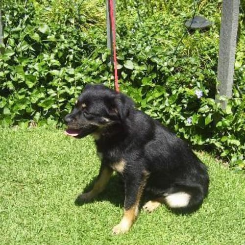 No photo for Charlie