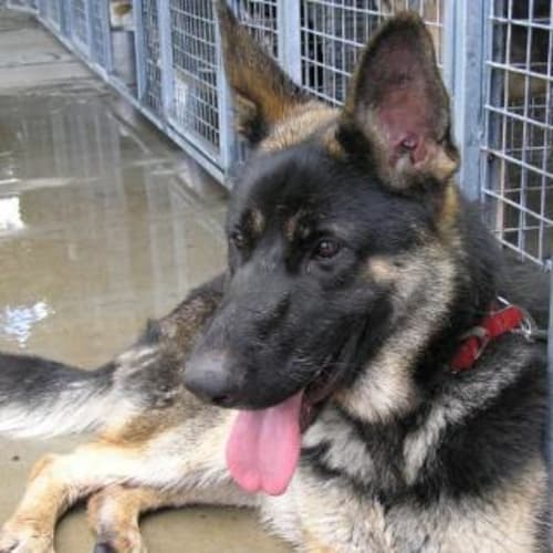 No photo for Crus (Adoption Pending)