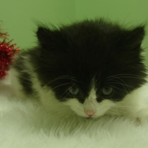 No photo for Kitten 4