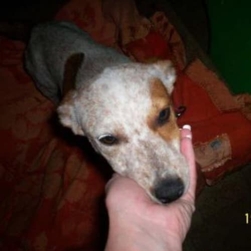 No photo for **Adoption Pending**Anne