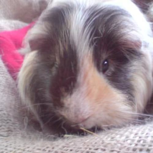 No photo for Chester