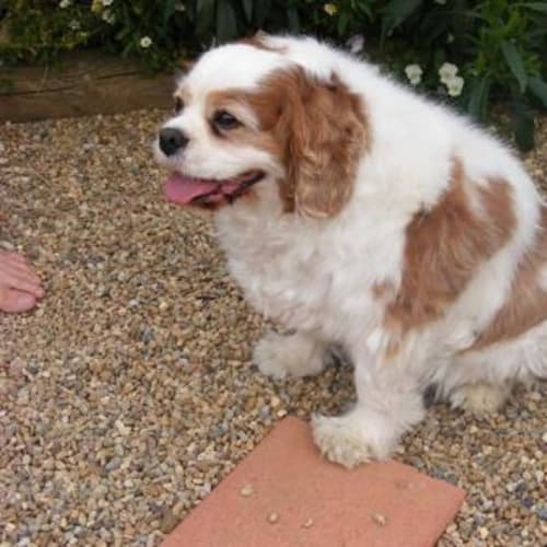 No photo for Chester