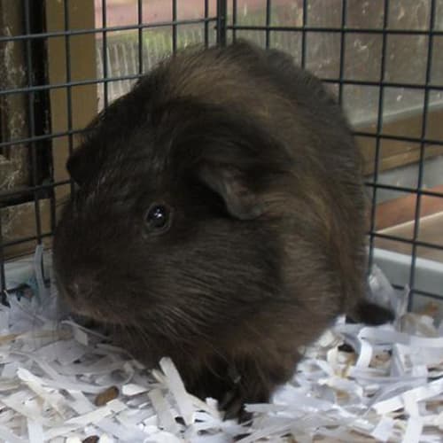 No photo for Chocolate (Must Be Re Homed With Fudge)