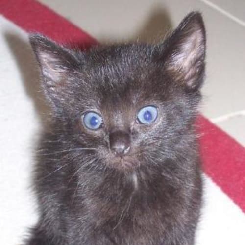 No photo for Katt**Adoption Pending**